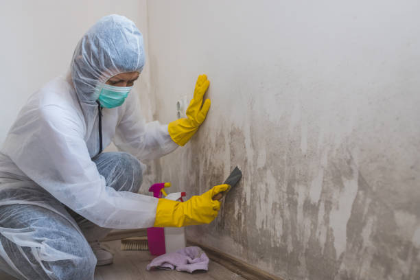 Trusted Gunter, TX Mold Remediation Experts